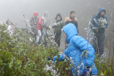 Sa Pa lại xuất hiện băng giá